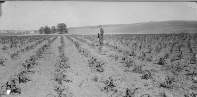 Corn Field