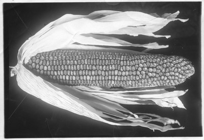 Corn