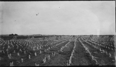 Corn Field