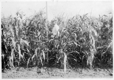 Corn Variety Test