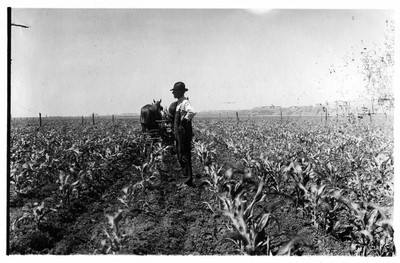 Corn