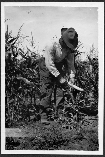 Corn