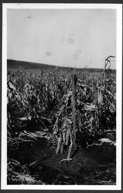 Corn