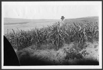 Corn