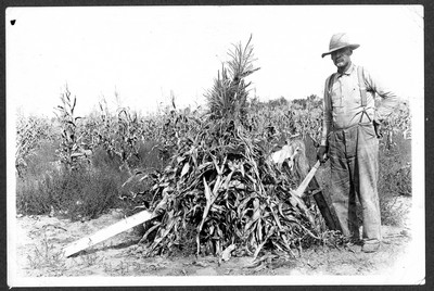 Corn Shocks