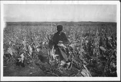 Corn Field