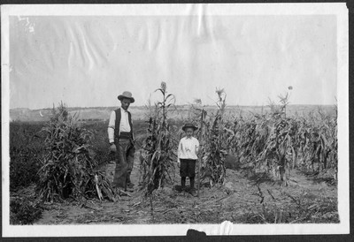 Corn Field