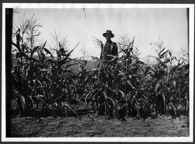 Corn Field