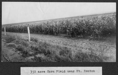 Corn Field