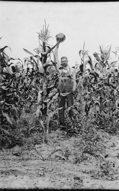 Corn Field