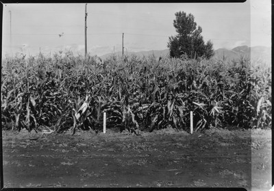 Corn