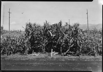 Corn