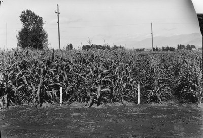 Corn