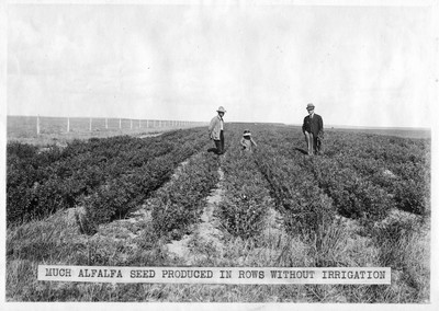 Alfalfa