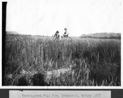 Rye