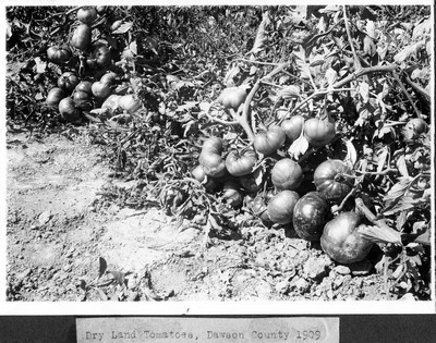 Tomatoes