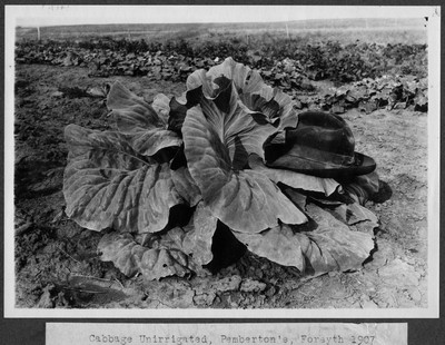 Cabbages