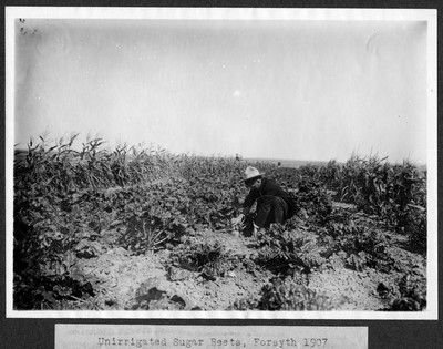 Sugar Beets