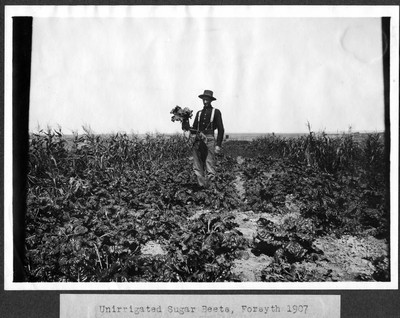 Sugar Beets