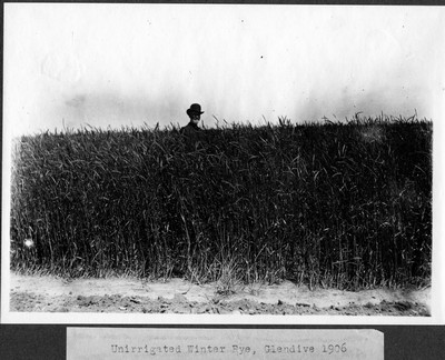 Rye