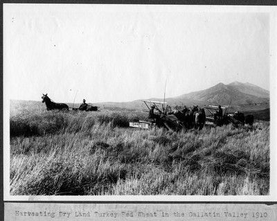 Wheat - Harvesting