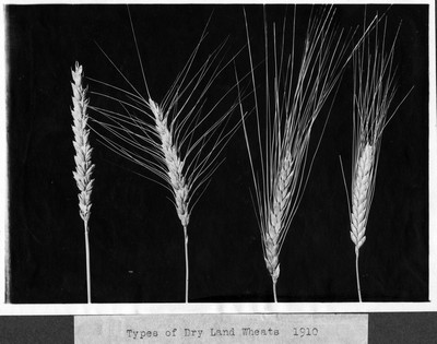 Wheat