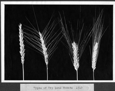 Wheat