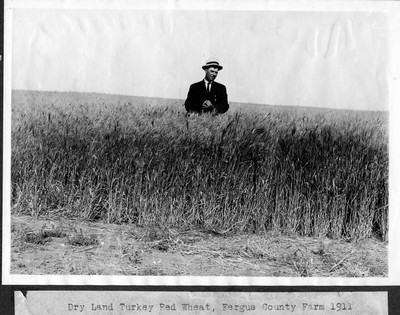 Wheat