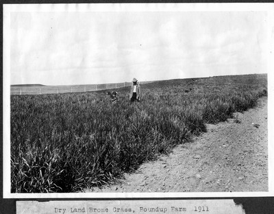 Brome Grass