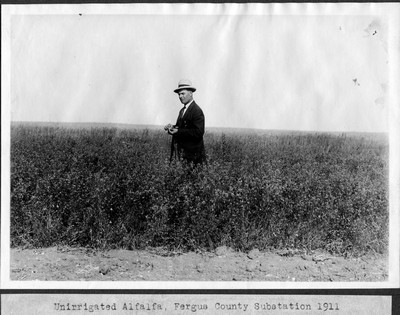 Alfalfa