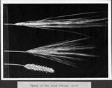 Barley