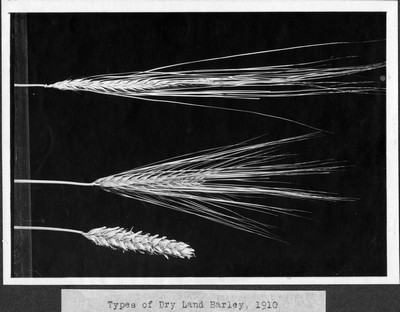 Barley