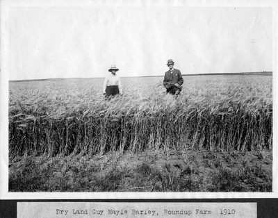 Barley