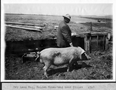 Hogs