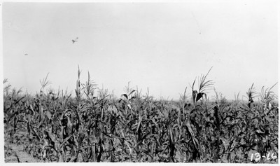 Dry Land Agriculture