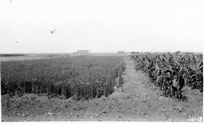 Dry Land Agriculture