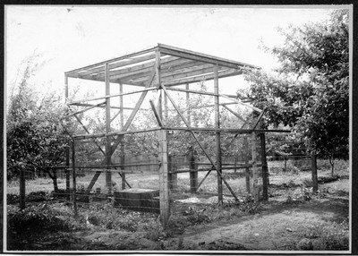 Fruit Trees