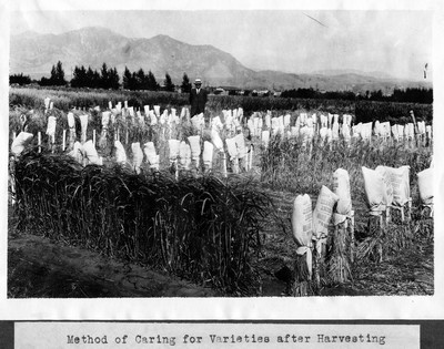 Caring for Varietites