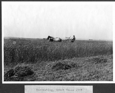 Wheat - Harvesting