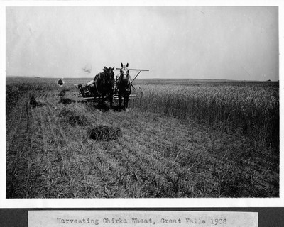 Wheat - Harvesting