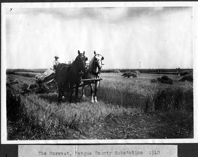 Wheat - Harvesting