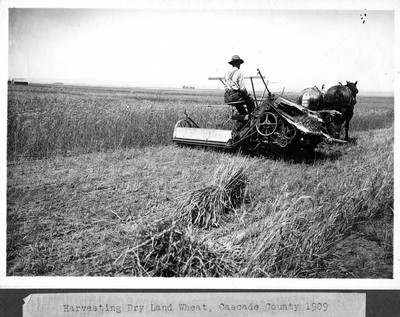 Wheat - Harvesting