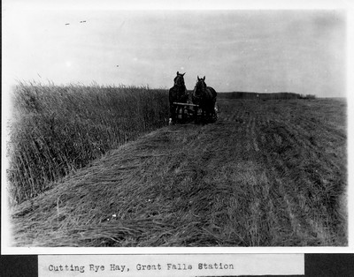 Rye Hay