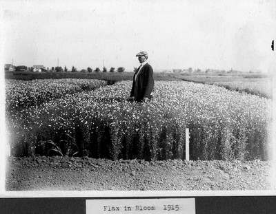 Flax
