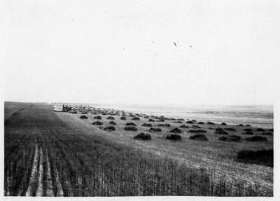 Flax - Harvesting