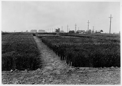 Flax - Nursery