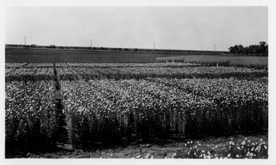 Flax - Nursery