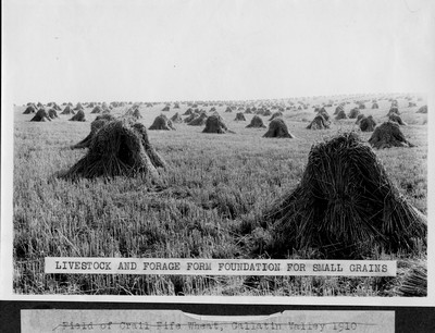 Forage Crops