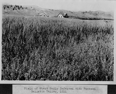 Wheat Field