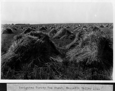 Wheat - Irrigated